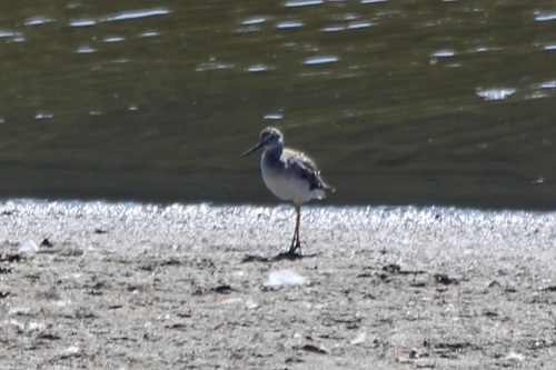iNaturalist observation photo of Greater Yellowlegs