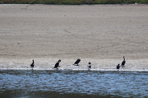 iNaturalist observation photo of Double-crested Cormorant