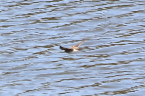 iNaturalist observation photo of Northern Rough-winged Swallow