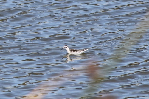 iNaturalist observation photo of Red-necked Phalarope