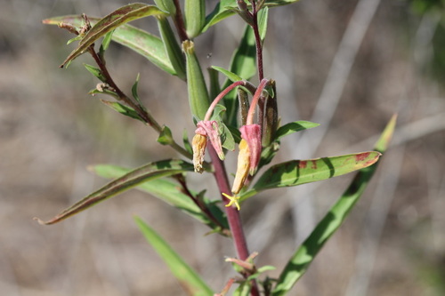 iNaturalist observation photo of tall evening primrose