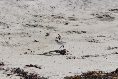 iNaturalist observation photo of Snowy Plover