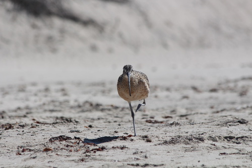 iNaturalist observation photo of Long-billed Curlew