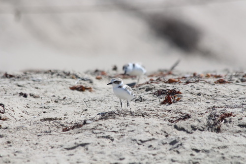 iNaturalist observation photo of Snowy Plover