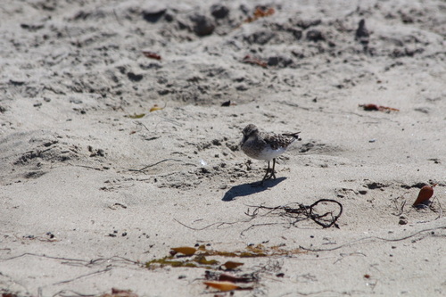 iNaturalist observation photo of Least Sandpiper