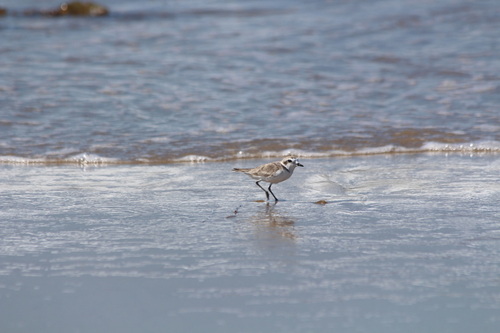 iNaturalist observation photo of Snowy Plover
