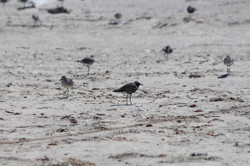 iNaturalist observation photo of Black-bellied Plover