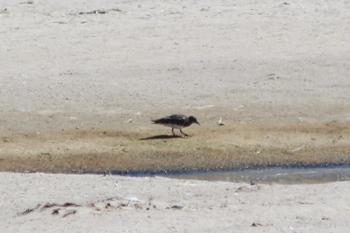 iNaturalist observation photo of Black Turnstone