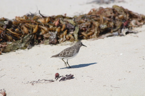 iNaturalist observation photo of Least Sandpiper
