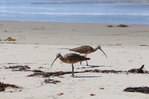 iNaturalist observation photo of Long-billed Curlew