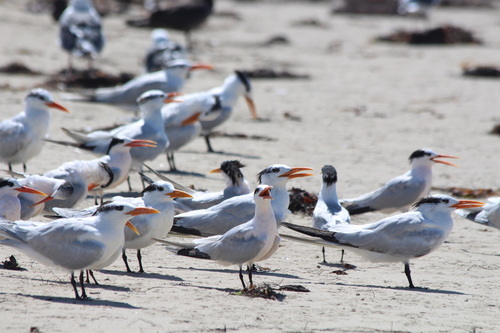 iNaturalist observation photo of Royal Tern