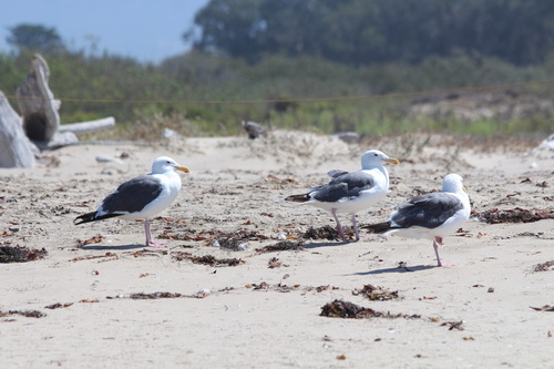 iNaturalist observation photo of Western Gull