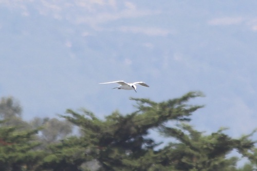 iNaturalist observation photo of Forster's Tern