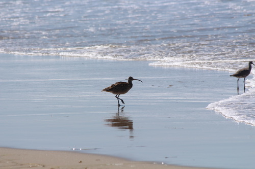 iNaturalist observation photo of Hudsonian Whimbrel