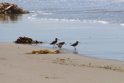 iNaturalist observation photo of Short-billed Dowitcher