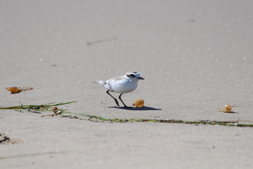 iNaturalist observation photo of Snowy Plover
