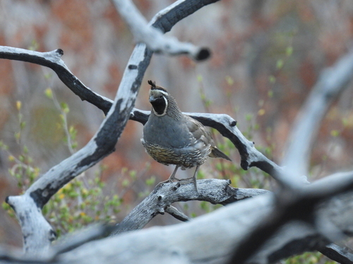iNaturalist observation photo of California Quail
