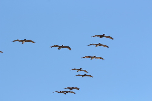 iNaturalist observation photo of Brown Pelican