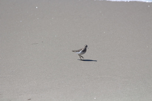 iNaturalist observation photo of Least Sandpiper