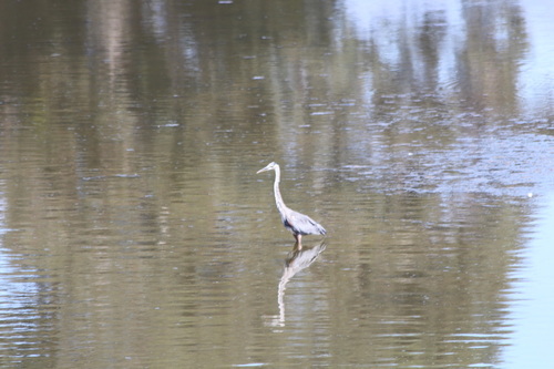 iNaturalist observation photo of Great Blue Heron