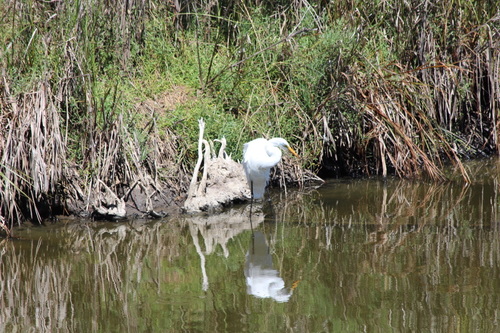 iNaturalist observation photo of Great Egret