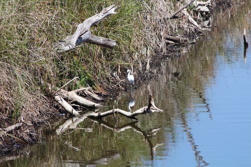 iNaturalist observation photo of Snowy Egret