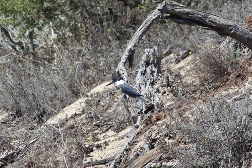 iNaturalist observation photo of Belted Kingfisher