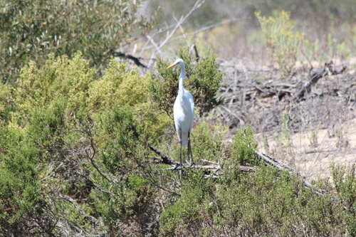 iNaturalist observation photo of Great Egret