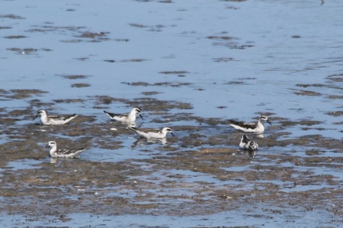 iNaturalist observation photo of Red-necked Phalarope