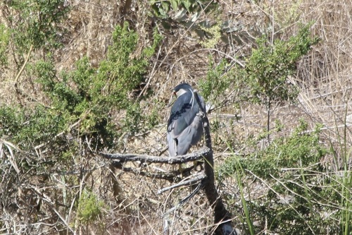 iNaturalist observation photo of Black-crowned Night Heron