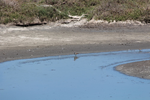 iNaturalist observation photo of Killdeer