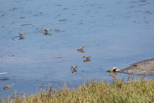 iNaturalist observation photo of Western Sandpiper