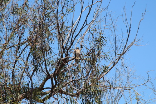 iNaturalist observation photo of Red-tailed Hawk