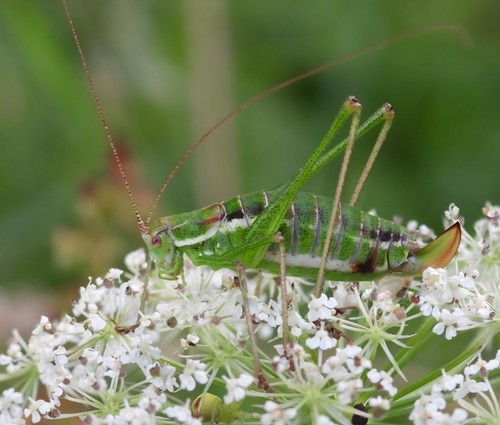 Striped Bush-cricket