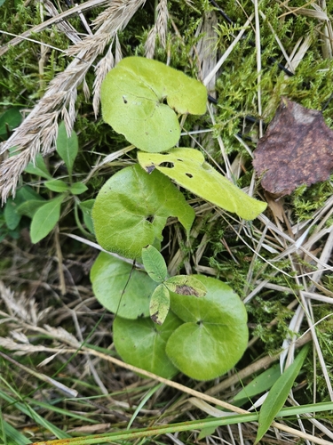 Asarabacca