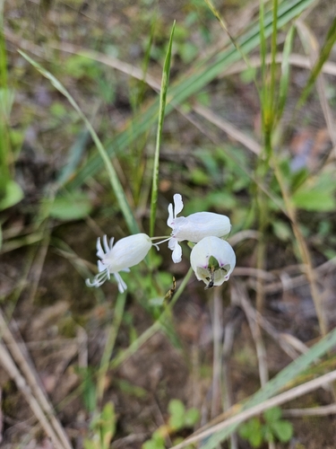 bladder campion