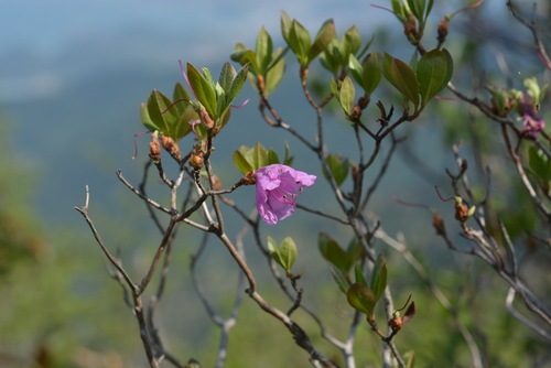 Korean rhododendron