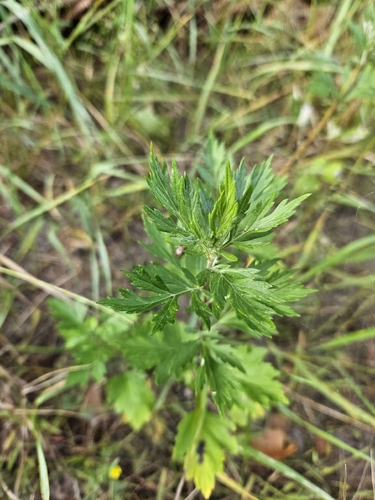 common mugwort