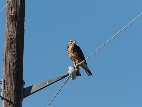 Swainson's Hawk