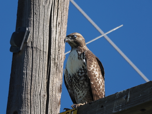 Red-tailed Hawk