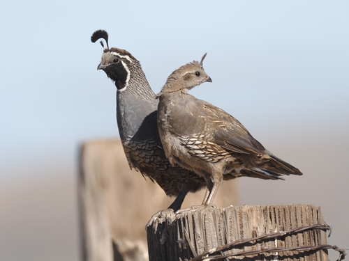 California Quail