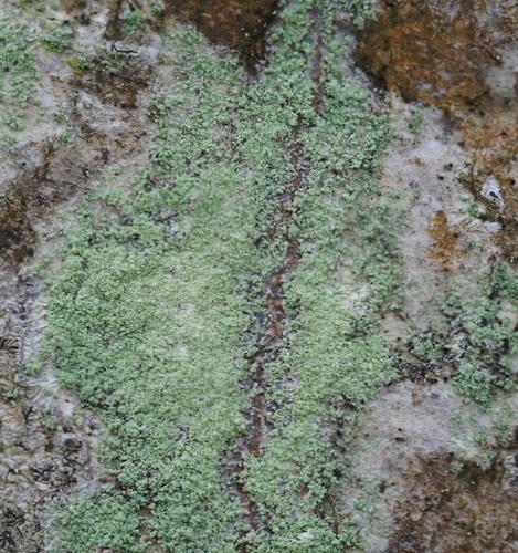Mapledust Lichen