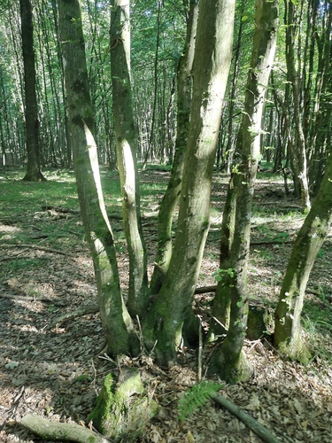 European Hornbeam