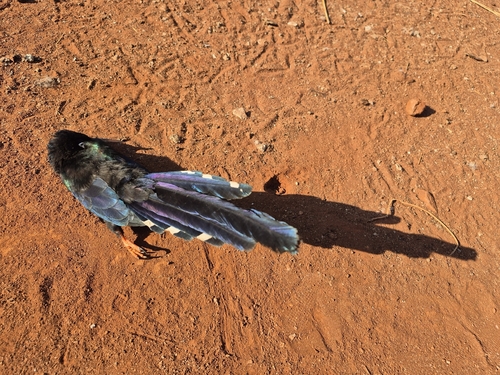 Green Woodhoopoe
