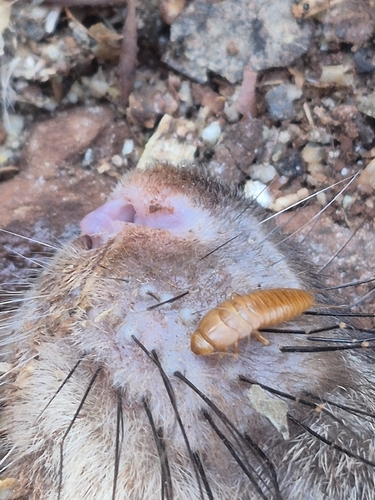 Hemimerus bouvieri