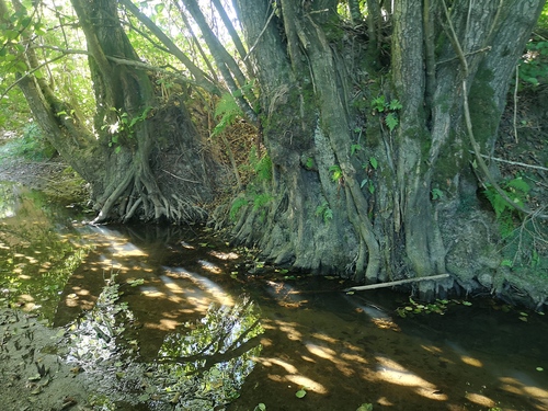 common alder