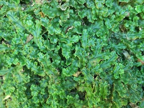 Common Liverwort