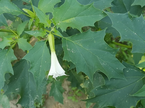 jimsonweed