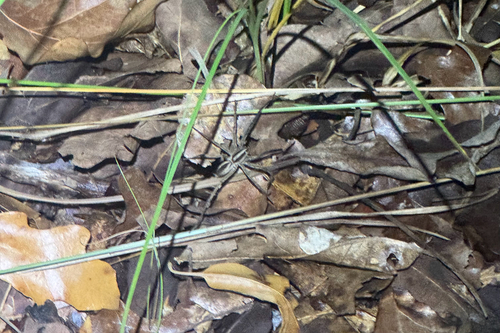 Rabid Wolf Spider