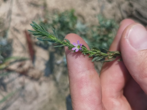 Hyssop Loosestrife